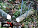 Cattara Handkettensäge 100cm