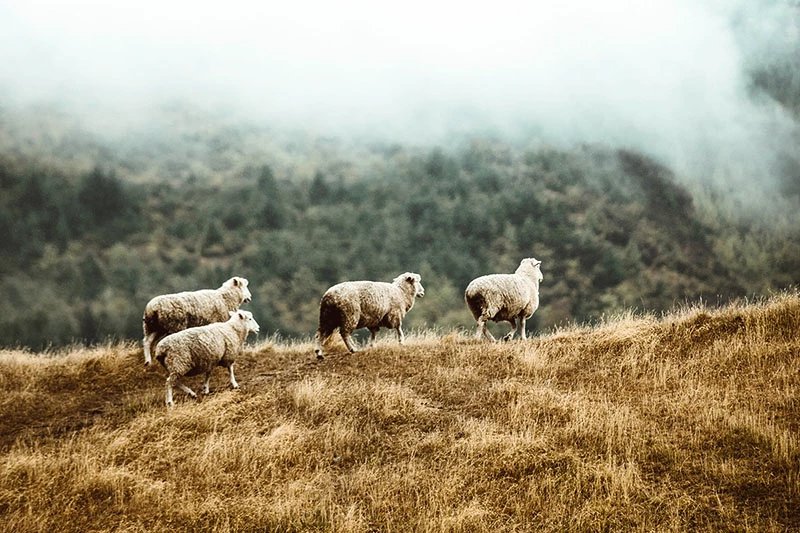 Merinoschafe werden überwiegend in Neuseeland gehalten.